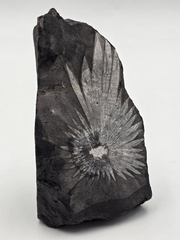 Rare Chrysanthemum Stone Natural Flower Rock Mineral Specimen 5" Display