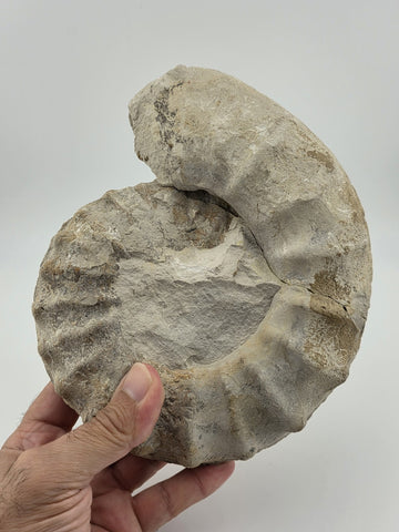 Rare Large Natural Ammonite Fossil Steinkern Specimen Prehistoric Marine 8 Inch