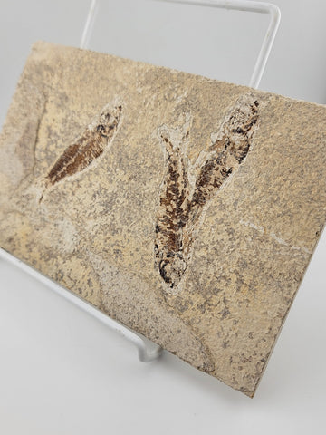 3 Med Size Natural Fossil Fish Knightia Eoceana diplomystus dentatus Eocene WY