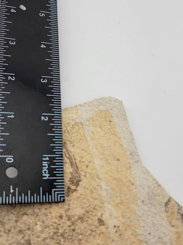 3 Small Size Natural Fossil Fish Knightia Eoceana diplomystus dentatus Eocene WY