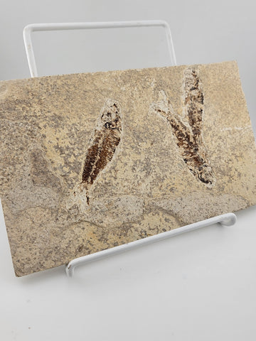 3 Med Size Natural Fossil Fish Knightia Eoceana diplomystus dentatus Eocene WY