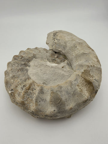 Rare Large Natural Ammonite Fossil Steinkern Specimen Prehistoric Marine 8 Inch