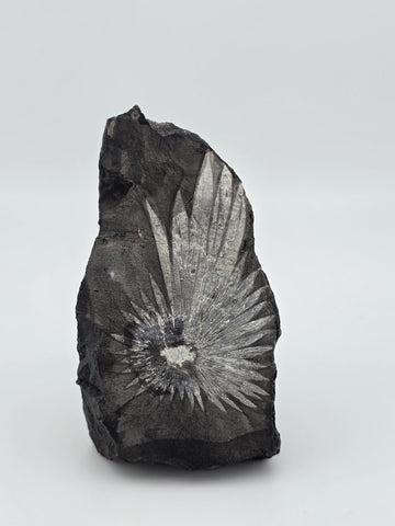 Rare Chrysanthemum Stone Natural Flower Rock Mineral Specimen 5" Display