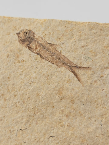 2 Small Size Natural Fossil Fish Knightia Eoceana diplomystus dentatus Eocene WY