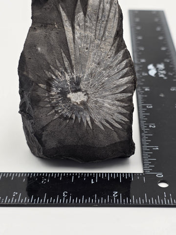 Rare Chrysanthemum Stone Natural Flower Rock Mineral Specimen 5" Display