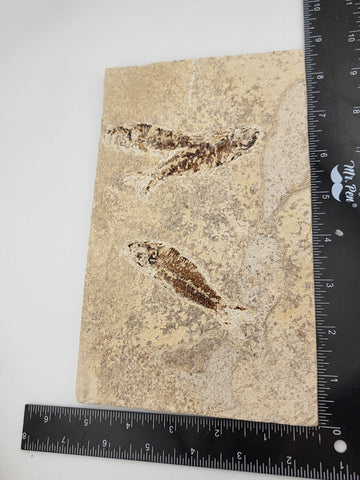 3 Med Size Natural Fossil Fish Knightia Eoceana diplomystus dentatus Eocene WY