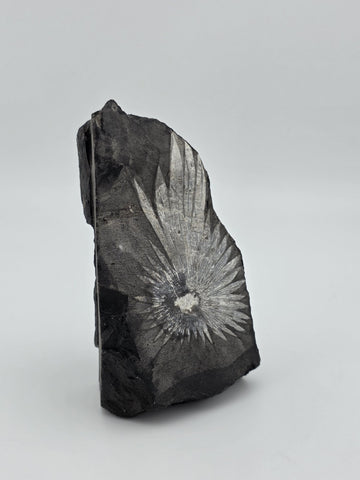Rare Chrysanthemum Stone Natural Flower Rock Mineral Specimen 5" Display