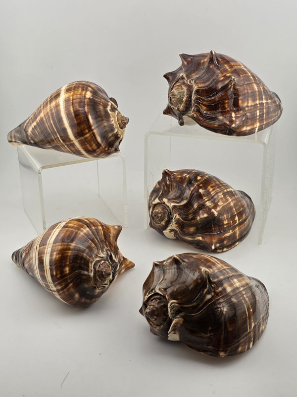 Rocks, Fossils & Minerals