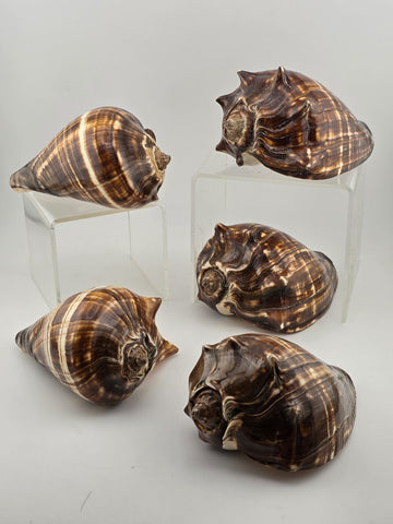 Lot Of 5 Medium Size Natural Fiber Conch Shells Strombus Alatus Nautical Decor