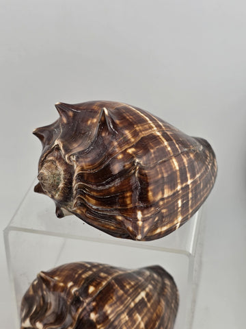 Lot Of 5 Medium Size Natural Fiber Conch Shells Strombus Alatus Nautical Decor