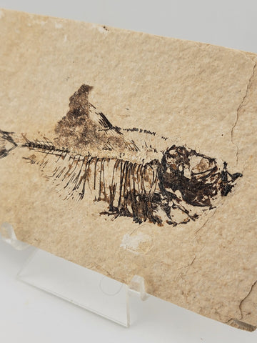 1 XL Natural Fossil Fish Knightia Eoceana diplomystus dentatus Eocene WY