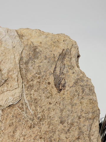 3 Small Size Natural Fossil Fish Knightia Eoceana diplomystus dentatus Eocene WY