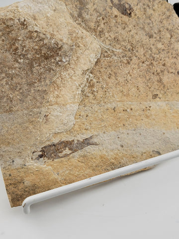 3 Small Size Natural Fossil Fish Knightia Eoceana diplomystus dentatus Eocene WY