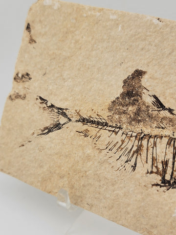 1 XL Natural Fossil Fish Knightia Eoceana diplomystus dentatus Eocene WY