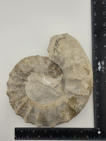 Rare Large Natural Ammonite Fossil Steinkern Specimen Prehistoric Marine 8 Inch