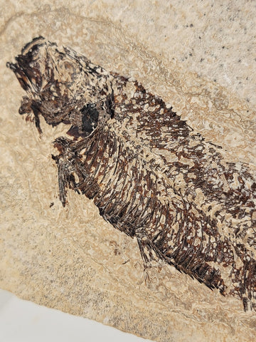 1 Large Natural Fossil Fish Knightia Eoceana diplomystus dentatus Eocene WY