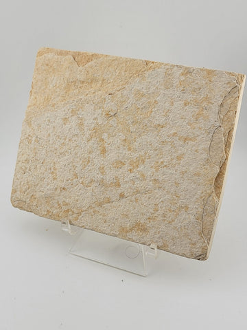 2 Small Size Natural Fossil Fish Knightia Eoceana diplomystus dentatus Eocene WY