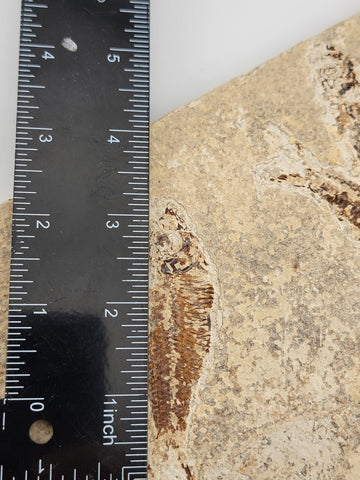 3 Med Size Natural Fossil Fish Knightia Eoceana diplomystus dentatus Eocene WY