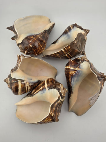 Lot Of 5 Medium Size Natural Fiber Conch Shells Strombus Alatus Nautical Decor
