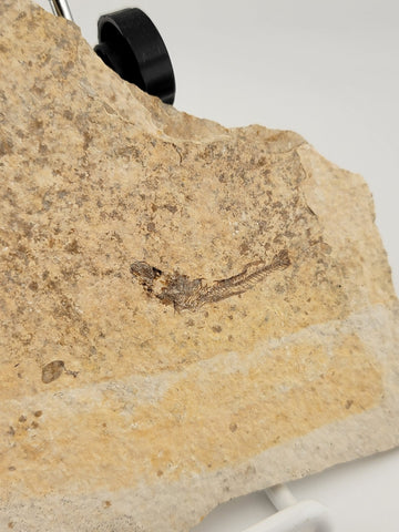 3 Small Size Natural Fossil Fish Knightia Eoceana diplomystus dentatus Eocene WY