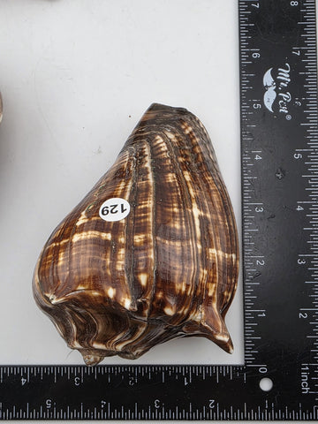 Lot Of 5 Medium Size Natural Fiber Conch Shells Strombus Alatus Nautical Decor