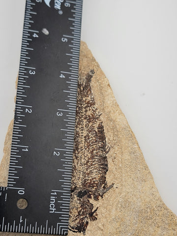 1 Large Natural Fossil Fish Knightia Eoceana diplomystus dentatus Eocene WY