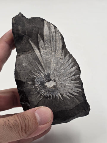Rare Chrysanthemum Stone Natural Flower Rock Mineral Specimen 5" Display
