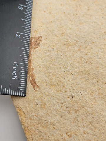 2 Small Size Natural Fossil Fish Knightia Eoceana diplomystus dentatus Eocene WY