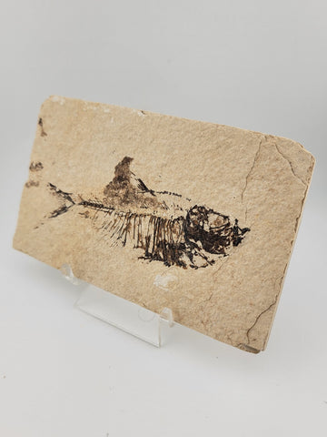 1 XL Natural Fossil Fish Knightia Eoceana diplomystus dentatus Eocene WY