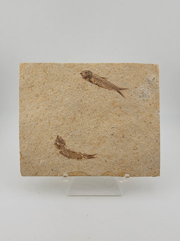 2 Small Size Natural Fossil Fish Knightia Eoceana diplomystus dentatus Eocene WY