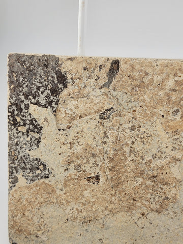 3 Med Size Natural Fossil Fish Knightia Eoceana diplomystus dentatus Eocene WY