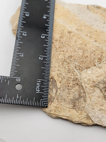 3 Small Size Natural Fossil Fish Knightia Eoceana diplomystus dentatus Eocene WY