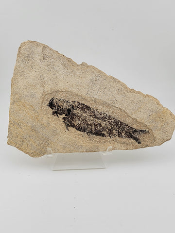 1 Large Natural Fossil Fish Knightia Eoceana diplomystus dentatus Eocene WY