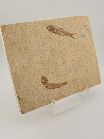 2 Small Size Natural Fossil Fish Knightia Eoceana diplomystus dentatus Eocene WY