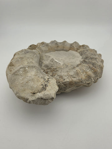 Rare Large Natural Ammonite Fossil Steinkern Specimen Prehistoric Marine 8 Inch