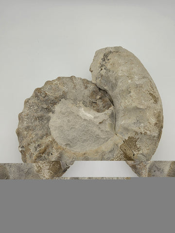 Rare Large Natural Ammonite Fossil Steinkern Specimen Prehistoric Marine 8 Inch