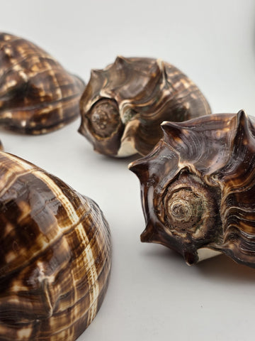 Lot Of 5 Medium Size Natural Fiber Conch Shells Strombus Alatus Nautical Decor