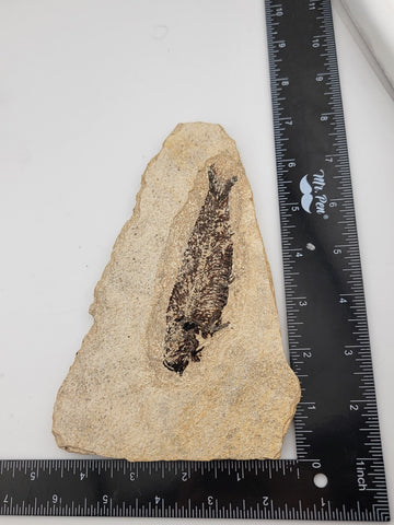 1 Large Natural Fossil Fish Knightia Eoceana diplomystus dentatus Eocene WY