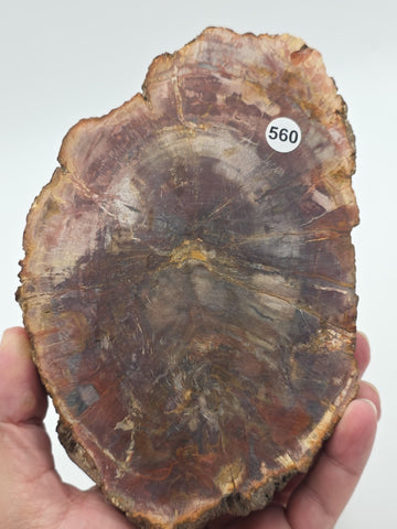 Rare Set of 3 Vintage Polished Petrified Wood Ashtrays / Catchall Bowls"