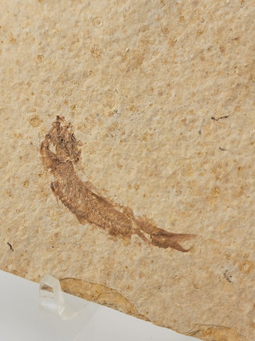 2 Small Size Natural Fossil Fish Knightia Eoceana diplomystus dentatus Eocene WY