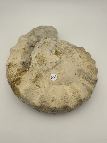 Rare Large Natural Ammonite Fossil Steinkern Specimen Prehistoric Marine 8 Inch