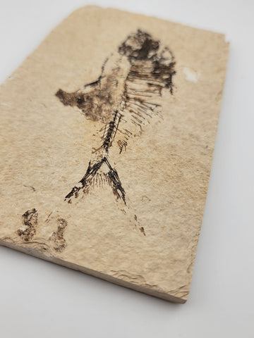 1 XL Natural Fossil Fish Knightia Eoceana diplomystus dentatus Eocene WY