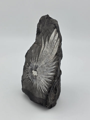 Rare Chrysanthemum Stone Natural Flower Rock Mineral Specimen 5" Display