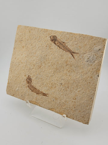 2 Small Size Natural Fossil Fish Knightia Eoceana diplomystus dentatus Eocene WY
