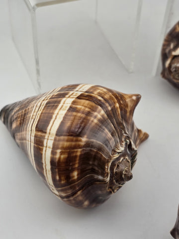 Lot Of 5 Medium Size Natural Fiber Conch Shells Strombus Alatus Nautical Decor