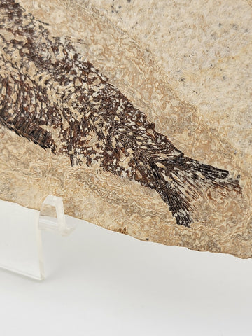 1 Large Natural Fossil Fish Knightia Eoceana diplomystus dentatus Eocene WY