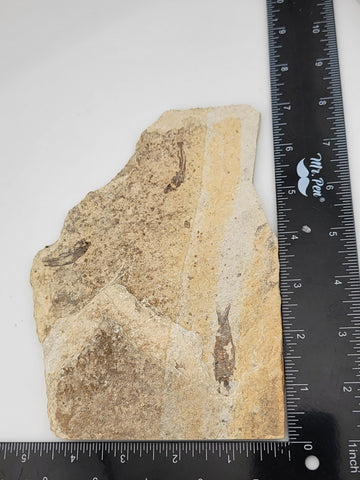 3 Small Size Natural Fossil Fish Knightia Eoceana diplomystus dentatus Eocene WY