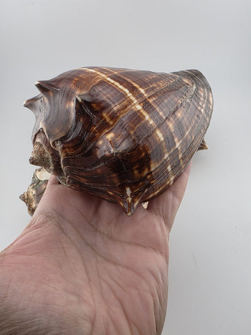 Lot Of 5 Medium Size Natural Fiber Conch Shells Strombus Alatus Nautical Decor
