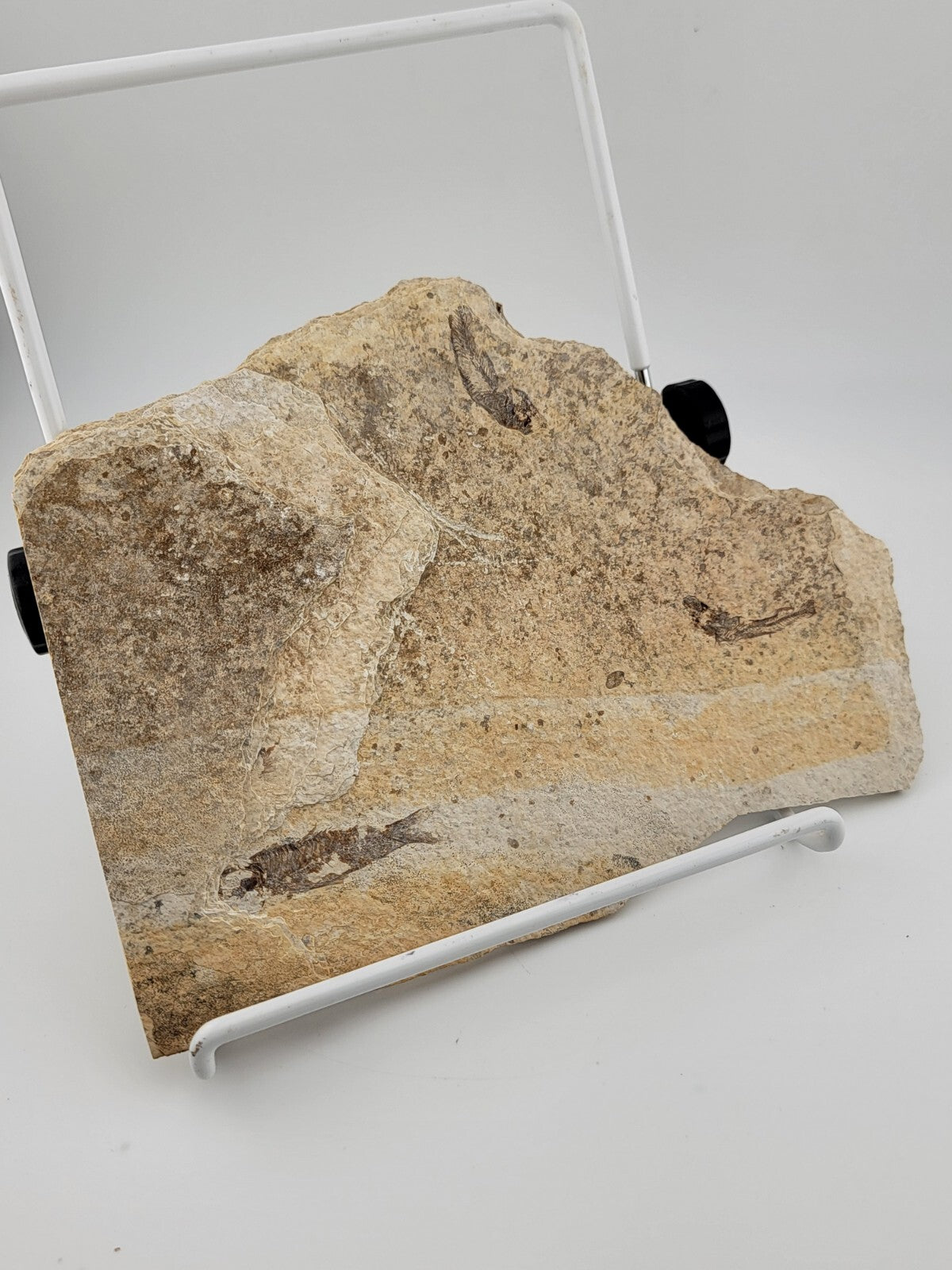 3 Small Size Natural Fossil Fish Knightia Eoceana diplomystus dentatus Eocene WY