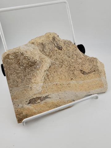 3 Small Size Natural Fossil Fish Knightia Eoceana diplomystus dentatus Eocene WY